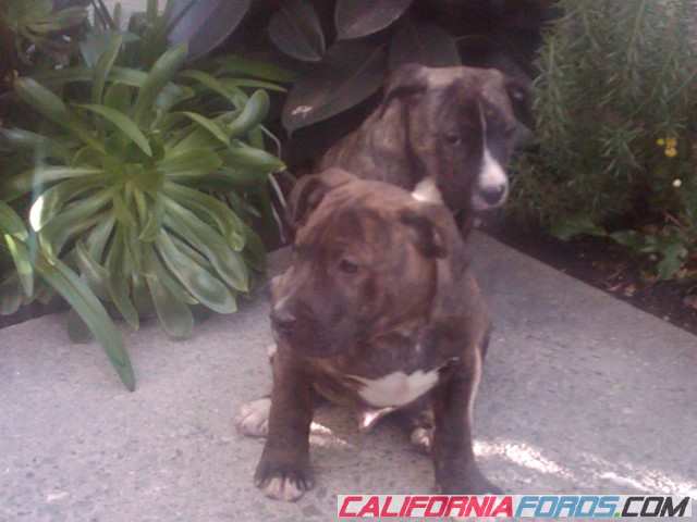 2brindle1