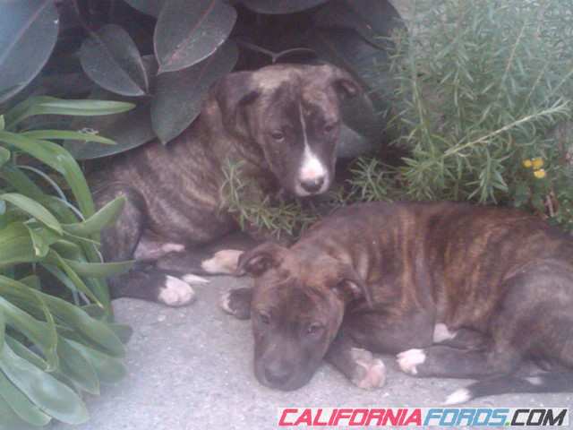 2brindle2